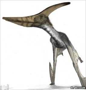 pteranodon-1.jpg