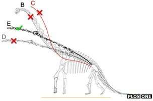 Prof Stevens says sauropod vertebrae form a very straight line.jpg