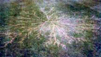 Lichtenberg pattern etched in grass by lightning