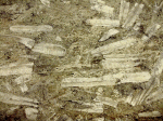 ‘Thunderstones’ in the form of fossil belemnites (Belemnitidia)