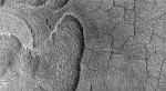 Shallow depressions carved into the Utopia Planitia region on Mars. Note they are crossed by concentric cracks. Credit: NASA/JPL/University of Arizona.