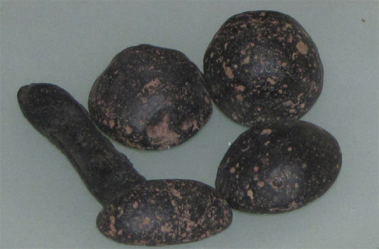 Small pieces of meteorite debris, collected in c. 1900 by Johann Georg Reuther at Killalpaninna Mission, South Australia. These were known to native people as “emu eyes” (warukati milki tandra). Courtesy South Australian Museum, Adelaide, Australia.