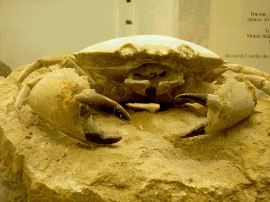 A well-prepared specimen of Harpatocarcinus, said to be about 50 million years old.