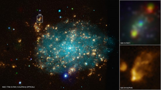 NGC 7793. Credit: X-ray (NASA/CXC/Univ of Strasbourg/M. Pakull et al); Optical (ESO/VLT/Univ of Strasbourg/M. Pakull et al); H-alpha (NOAO/AURA/NSF/CTIO 1.5m)