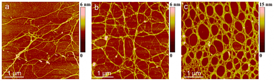 A nanoscale polysaccharide network. Credit: International Journal of Molecular Sciences, Vesna Svetličić, Vera Žutić, Galja Pletikapić and Tea Mišić Radić.