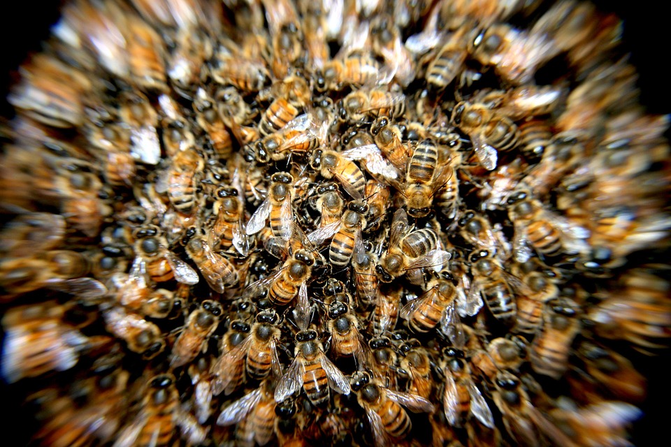 EoL -- bees bees-276190_960_720