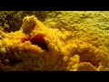 Electricity of Life -- Abiogenesis