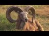 35--The Ram and the Golden Fleece