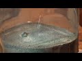 Space News -- Experimentalists